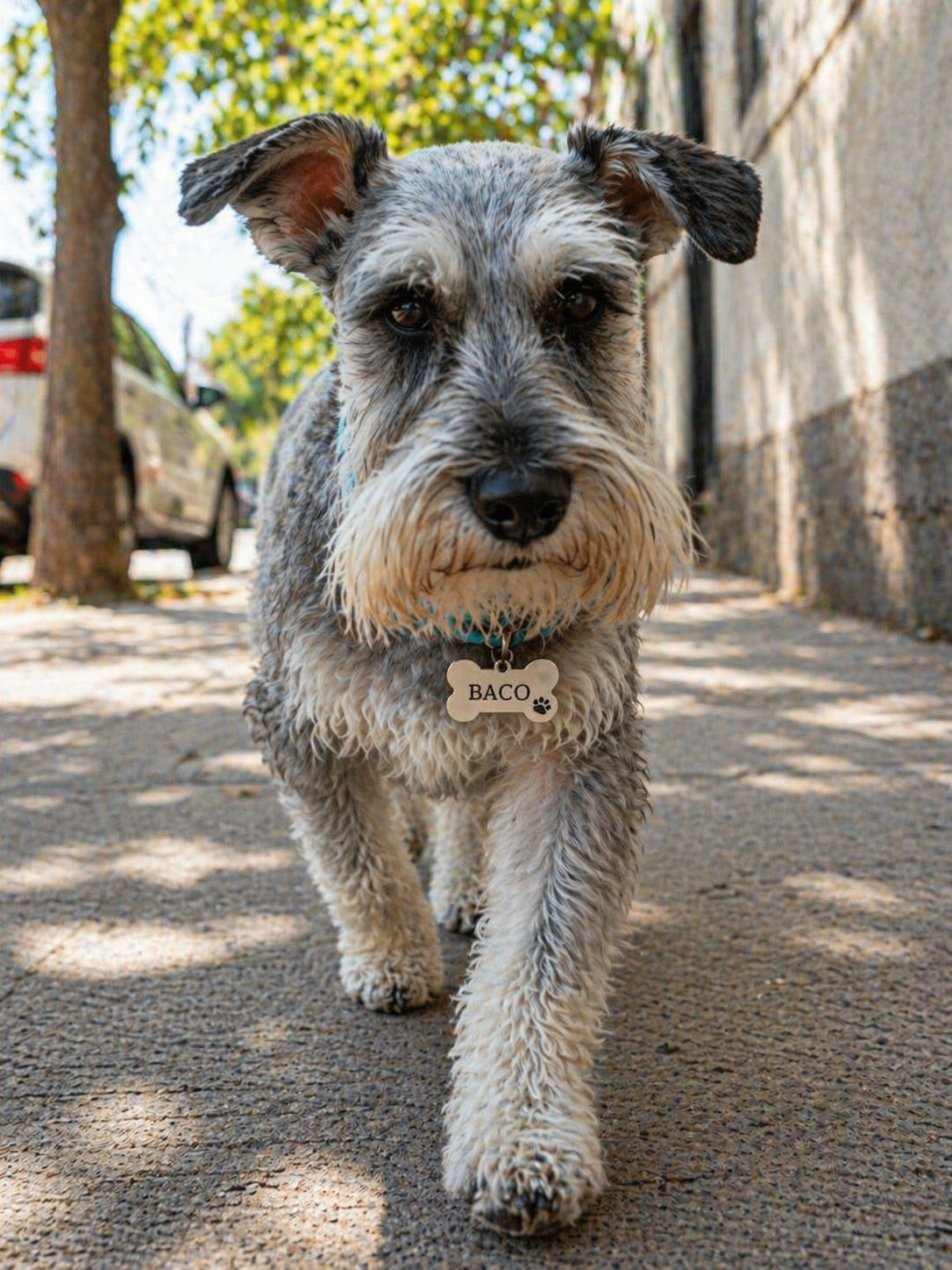 Placa mascota - Imagen 5