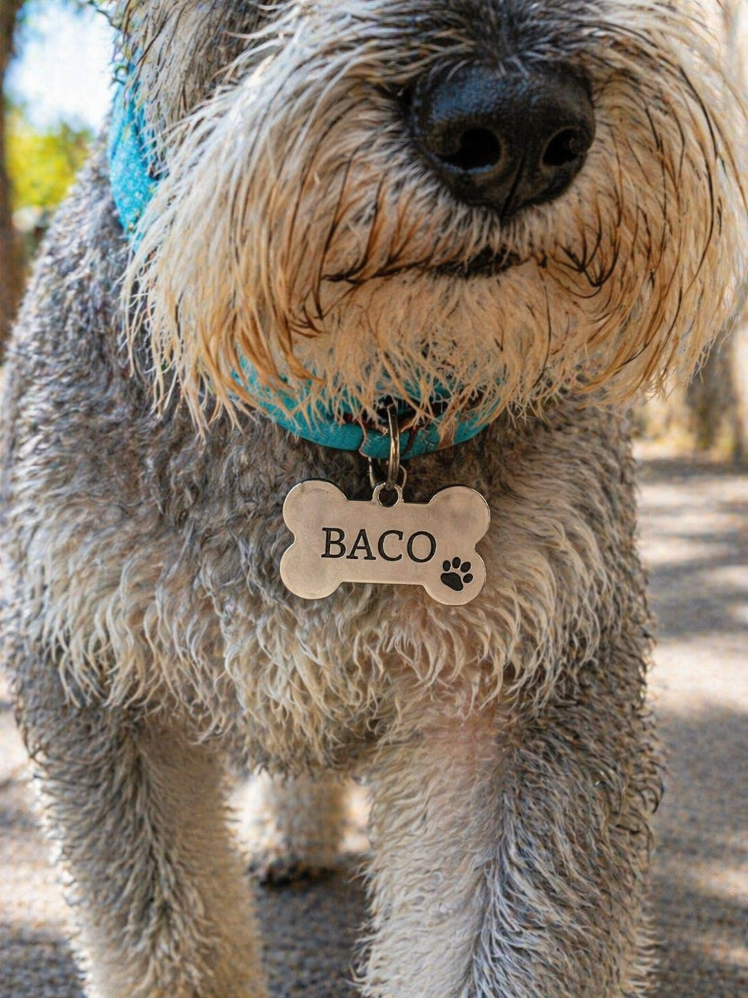 Placa mascota - Imagen 6